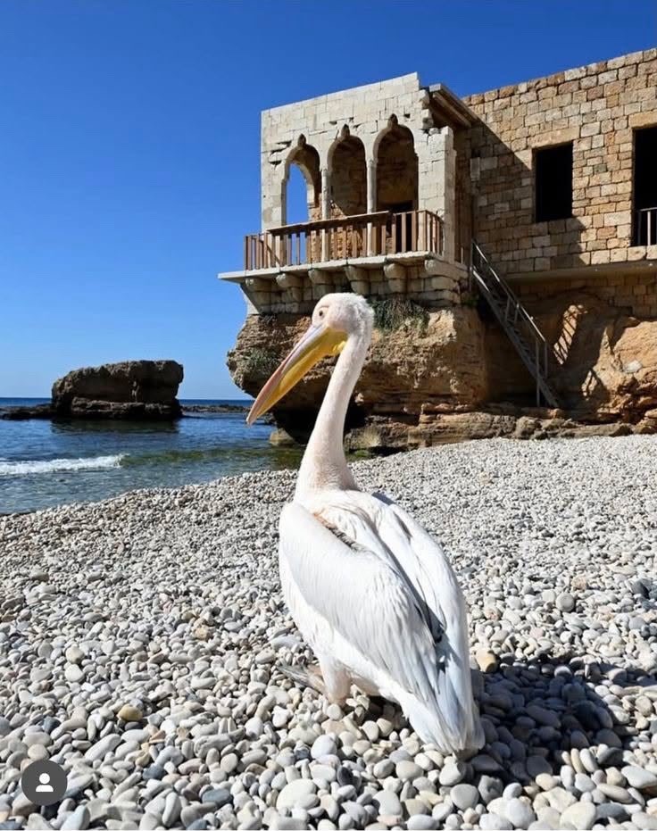 Batroun Shores
